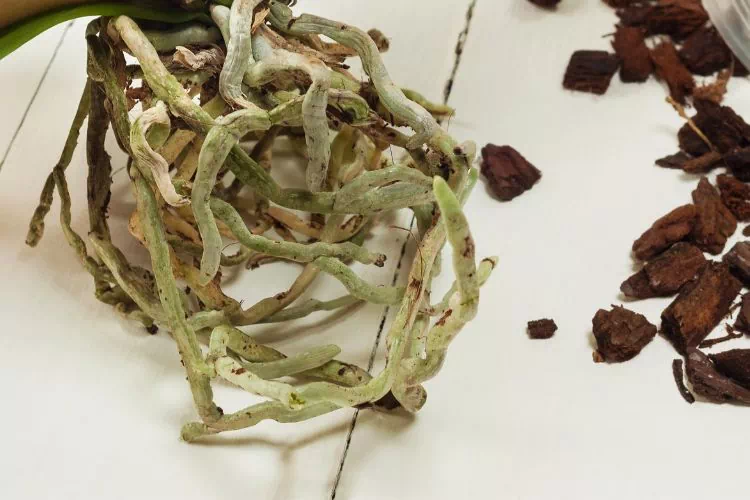 Racines sèches d'une orchidée