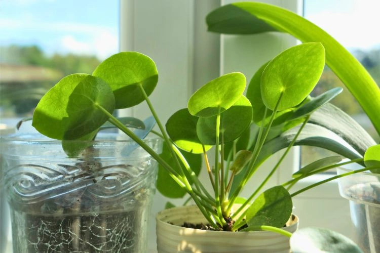 Pilea peperomioides en pot