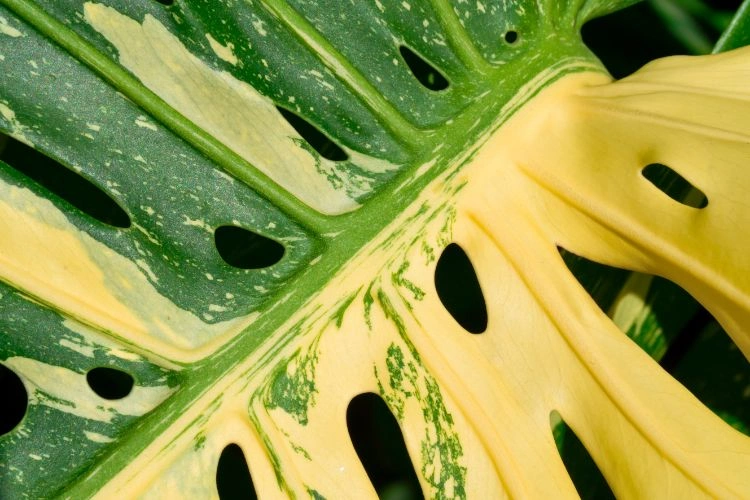 Monstera qui jaunit