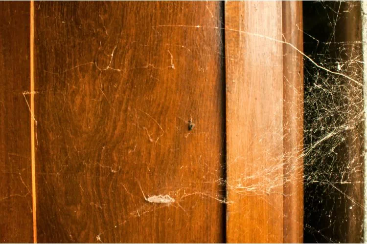 Toiles d'araignées dans une maison